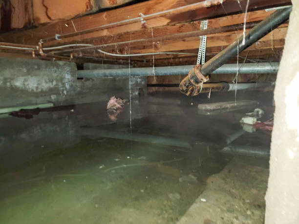 Water damage restoration mold remediation in Greenville, SC